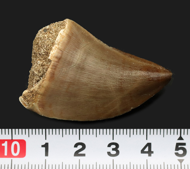 これぞパーフェクト!サイズ、厚み、保存状態のどれをとっても満点のモササウルス(Mosasaurus)の歯化石(その7)
