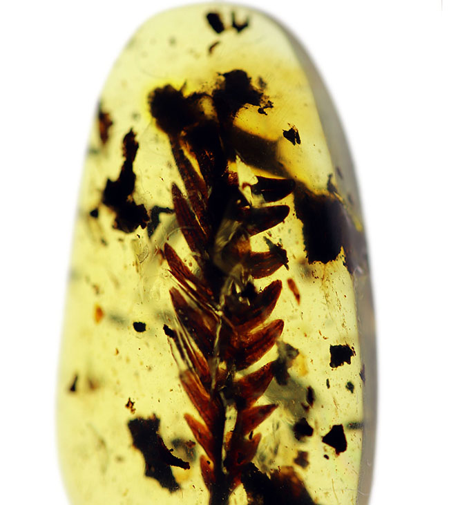 １億年前の恐竜時代の植物が内包されたアンバー、ビルマ琥珀（Amber）（その1）