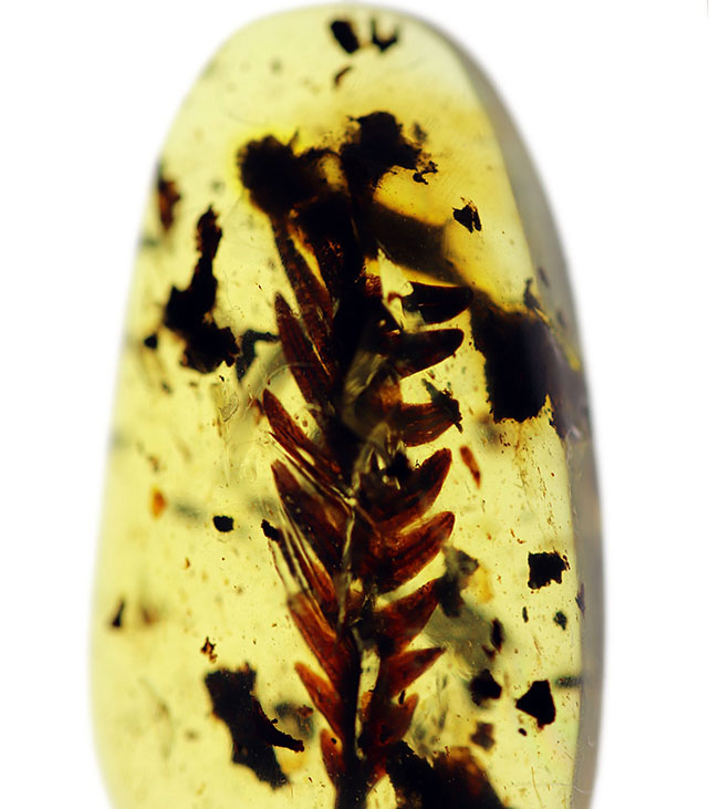 1億年前の恐竜時代の植物が内包されたアンバー、ビルマ琥珀(Amber)(その1)