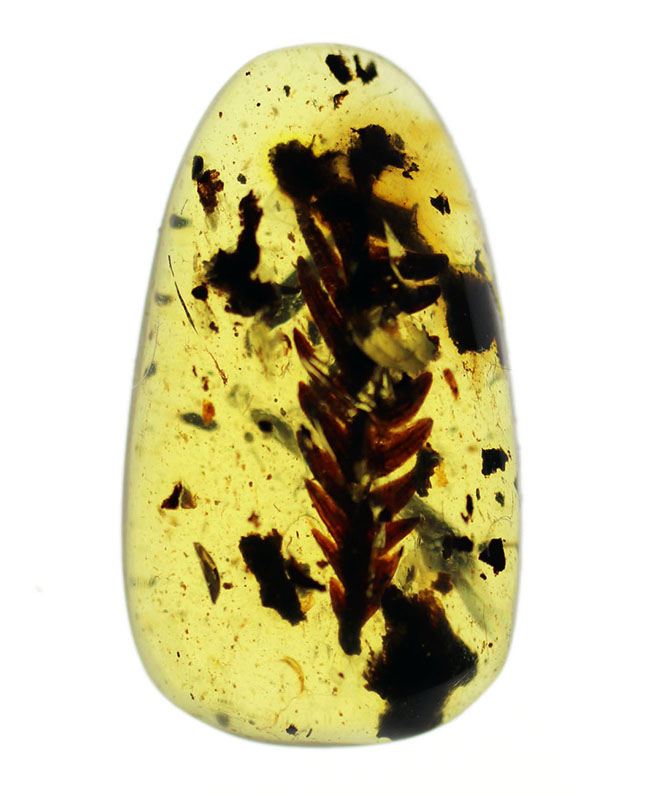 1億年前の恐竜時代の植物が内包されたアンバー、ビルマ琥珀(Amber)(その2)