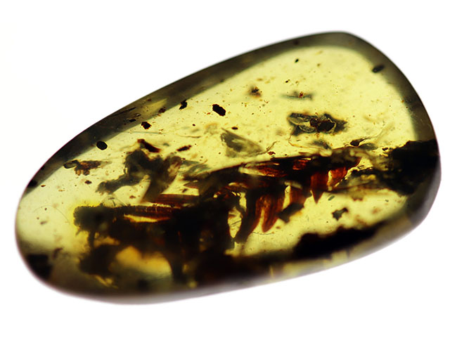 1億年前の恐竜時代の植物が内包されたアンバー、ビルマ琥珀(Amber)(その3)