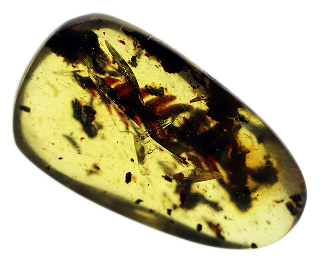１億年前の恐竜時代の植物が内包されたアンバー、ビルマ琥珀（Amber）（その4）