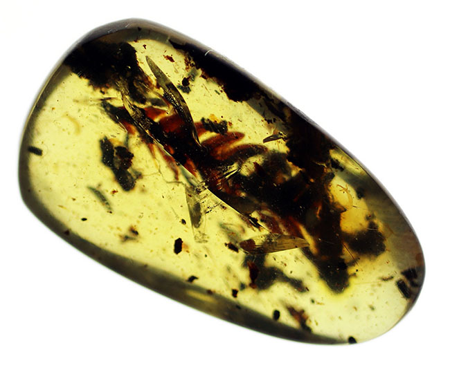 1億年前の恐竜時代の植物が内包されたアンバー、ビルマ琥珀(Amber)(その4)