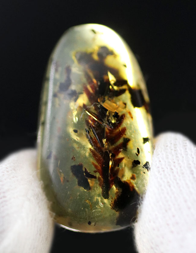 1億年前の恐竜時代の植物が内包されたアンバー、ビルマ琥珀(Amber)(その5)