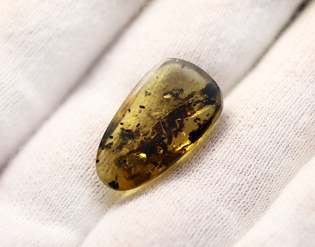 1億年前の恐竜時代の植物が内包されたアンバー、ビルマ琥珀(Amber)(その6)