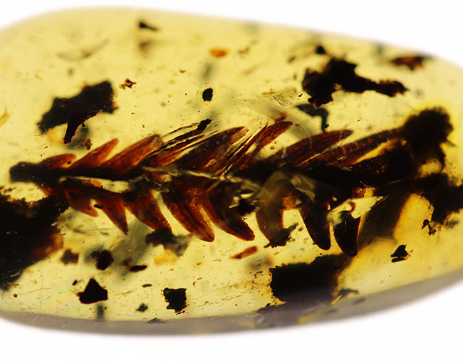 1億年前の恐竜時代の植物が内包されたアンバー、ビルマ琥珀(Amber)(その7)