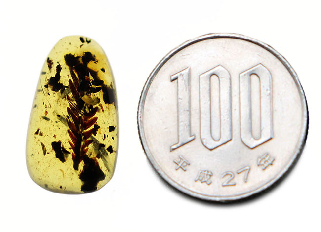 1億年前の恐竜時代の植物が内包されたアンバー、ビルマ琥珀(Amber)(その8)