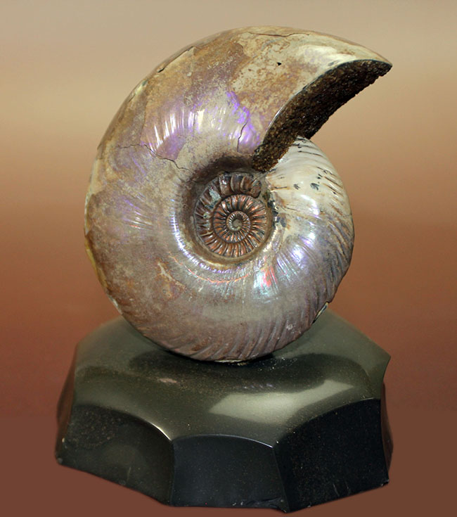 もはや美術品。コレクションとして完成されたロシア産アンモナイト