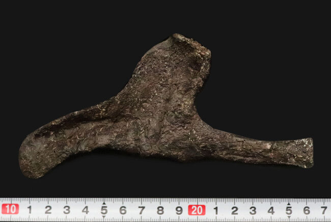 ベリーレア！ モリソン層産ステゴサウルス（Stegosaurus）の頸肋骨化石……市場流通ほぼ皆無の機能満載の骨化石（その11）