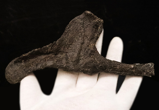 ベリーレア！ モリソン層産ステゴサウルス（Stegosaurus）の頸肋骨化石……市場流通ほぼ皆無の機能満載の骨化石（その2）