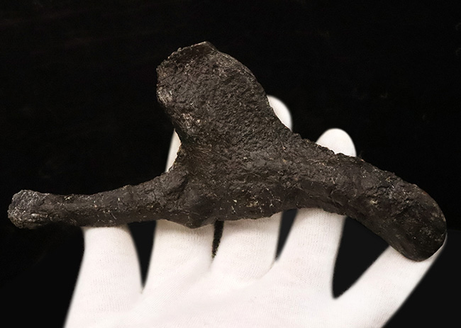 ベリーレア！ モリソン層産ステゴサウルス（Stegosaurus）の頸肋骨化石……市場流通ほぼ皆無の機能満載の骨化石（その6）