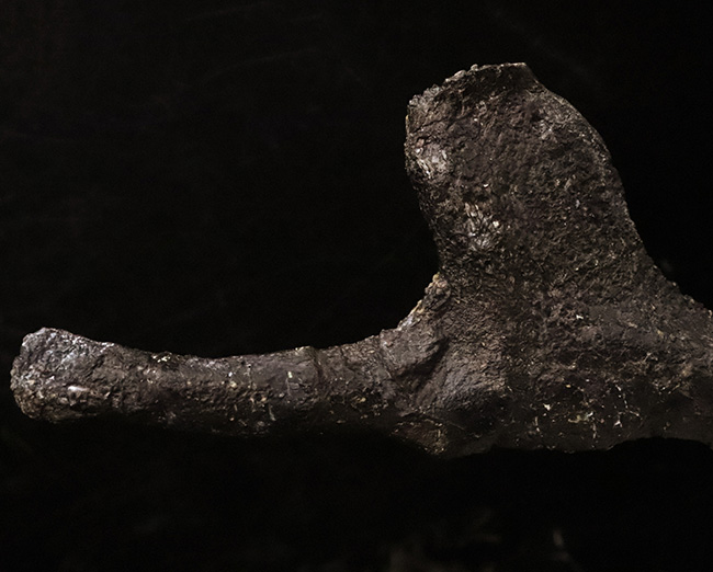 ベリーレア！ モリソン層産ステゴサウルス（Stegosaurus）の頸肋骨化石……市場流通ほぼ皆無の機能満載の骨化石（その8）