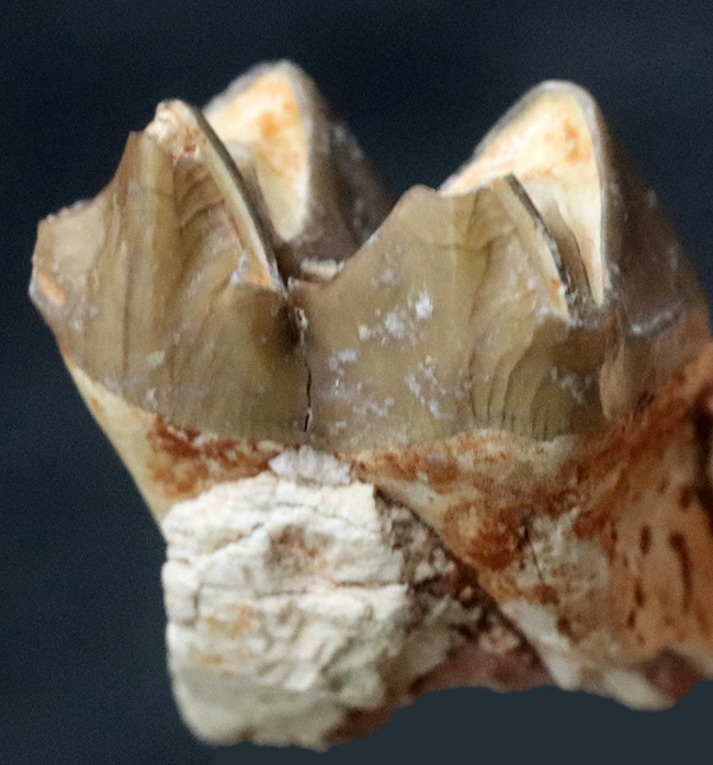 現世のラクダやウシと勢力争いをしていた、絶滅哺乳類、メリコイドドン（Merycoidodon）の歯化石（その5）