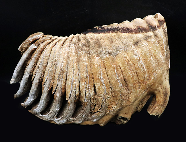 過去取り扱い標本のなかでもベスト・オブ・ベスト！保存状態最高、ほぼ完全保存、しかも巨大！ケナガマンモス（Mammuthus primigenius）の臼歯化石（その1）