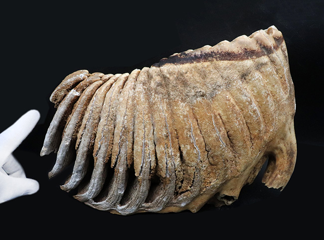 過去取り扱い標本のなかでもベスト・オブ・ベスト！保存状態最高、ほぼ完全保存、しかも巨大！ケナガマンモス（Mammuthus primigenius）の臼歯化石（その10）