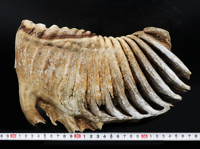 過去取り扱い標本のなかでもベスト・オブ・ベスト！保存状態最高、ほぼ完全保存、しかも巨大！ケナガマンモス（Mammuthus primigenius）の臼歯化石（その11）