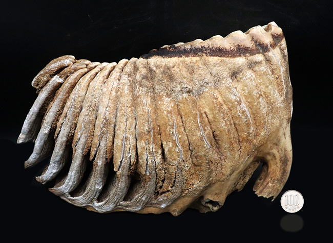 過去取り扱い標本のなかでもベスト・オブ・ベスト！保存状態最高、ほぼ完全保存、しかも巨大！ケナガマンモス（Mammuthus primigenius）の臼歯化石（その12）