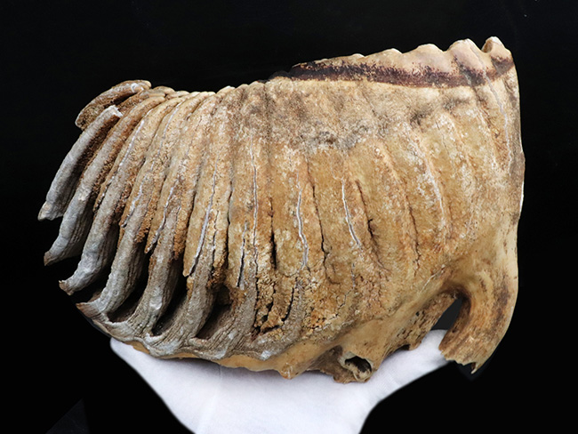 過去取り扱い標本のなかでもベスト・オブ・ベスト！保存状態最高、ほぼ完全保存、しかも巨大！ケナガマンモス（Mammuthus primigenius）の臼歯化石（その4）