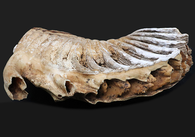 過去取り扱い標本のなかでもベスト・オブ・ベスト！保存状態最高、ほぼ完全保存、しかも巨大！ケナガマンモス（Mammuthus primigenius）の臼歯化石（その6）