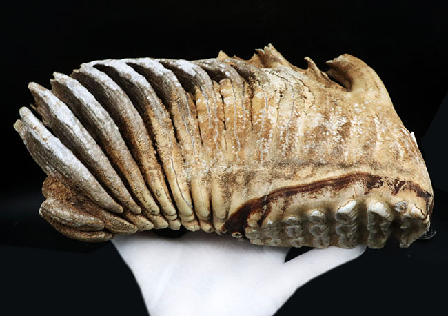 過去取り扱い標本のなかでもベスト・オブ・ベスト！保存状態最高、ほぼ完全保存、しかも巨大！ケナガマンモス（Mammuthus primigenius）の臼歯化石（その9）