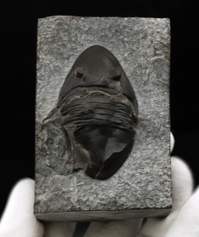 ヘビーな三葉虫コレクター必見！カナダ・オンタリオ州産のベリーレアなアサフスの仲間、イソテルス・マフリッツェ（Isotelus mafritzae）の上質化石（その1）