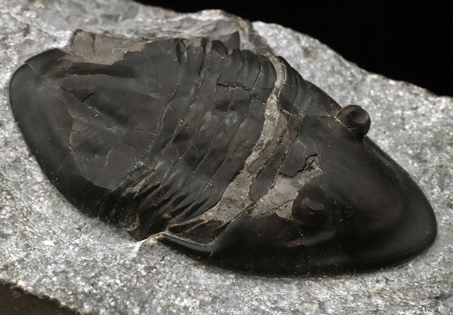 ヘビーな三葉虫コレクター必見！カナダ・オンタリオ州産のベリーレアなアサフスの仲間、イソテルス・マフリッツェ（Isotelus mafritzae）の上質化石（その5）