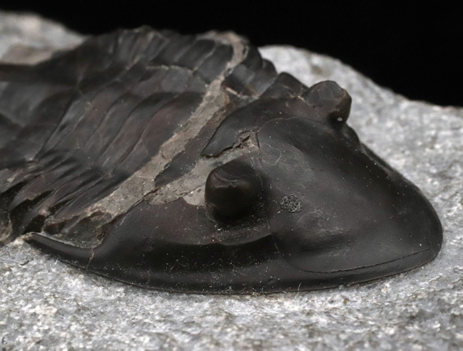 ヘビーな三葉虫コレクター必見！カナダ・オンタリオ州産のベリーレアなアサフスの仲間、イソテルス・マフリッツェ（Isotelus mafritzae）の上質化石（その6）