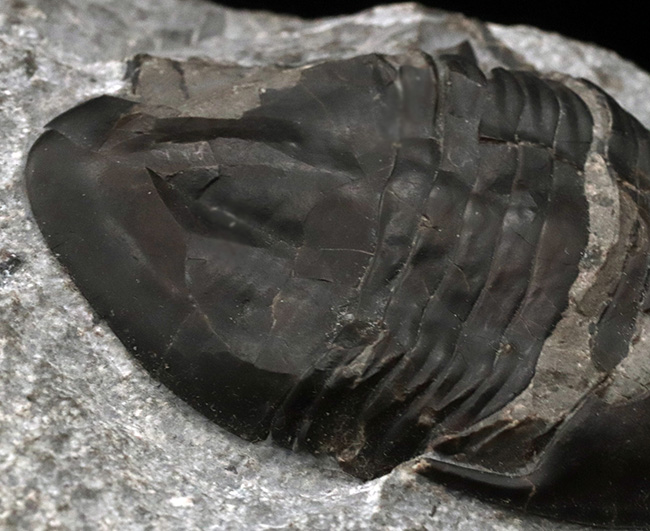 ヘビーな三葉虫コレクター必見！カナダ・オンタリオ州産のベリーレアなアサフスの仲間、イソテルス・マフリッツェ（Isotelus mafritzae）の上質化石（その7）