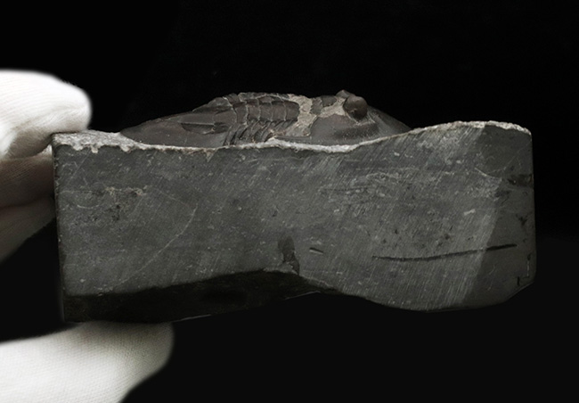 ヘビーな三葉虫コレクター必見！カナダ・オンタリオ州産のベリーレアなアサフスの仲間、イソテルス・マフリッツェ（Isotelus mafritzae）の上質化石（その8）
