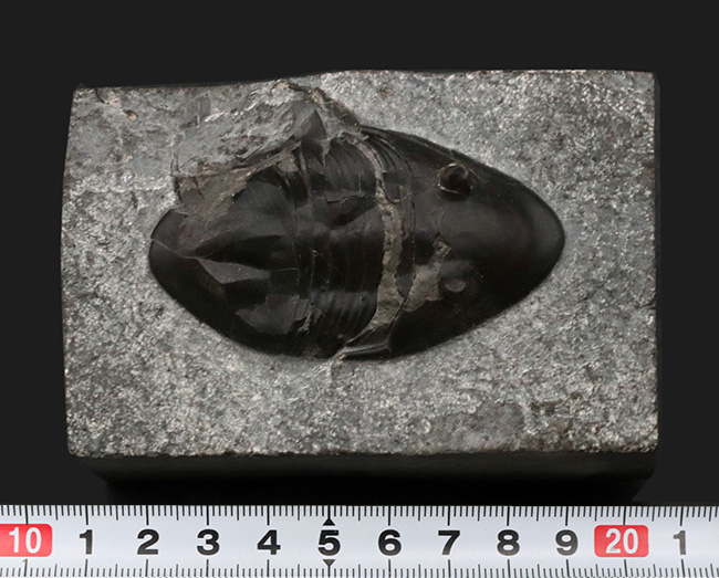 ヘビーな三葉虫コレクター必見！カナダ・オンタリオ州産のベリーレアなアサフスの仲間、イソテルス・マフリッツェ（Isotelus mafritzae）の上質化石（その9）