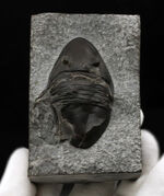 ヘビーな三葉虫コレクター必見！カナダ・オンタリオ州産のベリーレアなアサフスの仲間、イソテルス・マフリッツェ（Isotelus mafritzae）の上質化石
