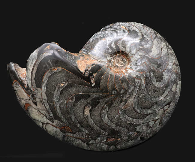 これはゴニアタイトの王様だ！直径最大部１８６ミリ、厚み４７ミリというメガサイズのゴニアタイト（Goniatite）の化石。完全体です（その1）