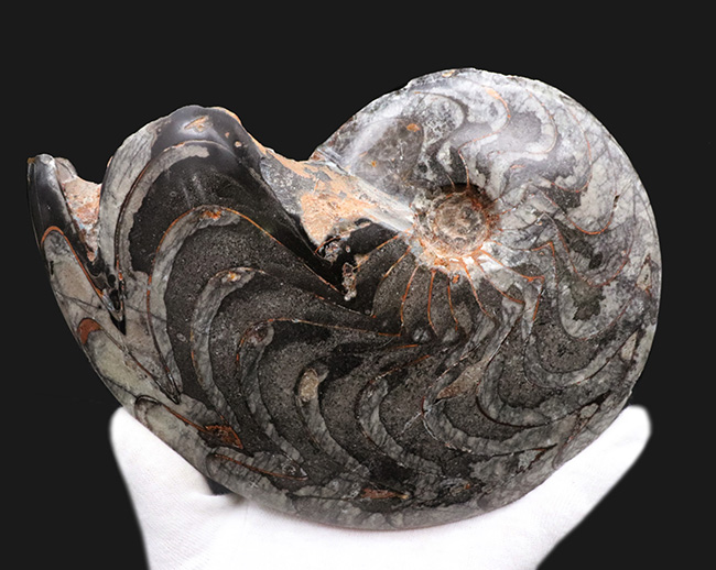 これはゴニアタイトの王様だ！直径最大部１８６ミリ、厚み４７ミリというメガサイズのゴニアタイト（Goniatite）の化石。完全体です（その2）