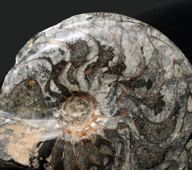 これはゴニアタイトの王様だ！直径最大部１８６ミリ、厚み４７ミリというメガサイズのゴニアタイト（Goniatite）の化石。完全体です（その3）