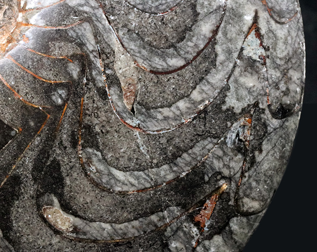 これはゴニアタイトの王様だ！直径最大部１８６ミリ、厚み４７ミリというメガサイズのゴニアタイト（Goniatite）の化石。完全体です（その4）