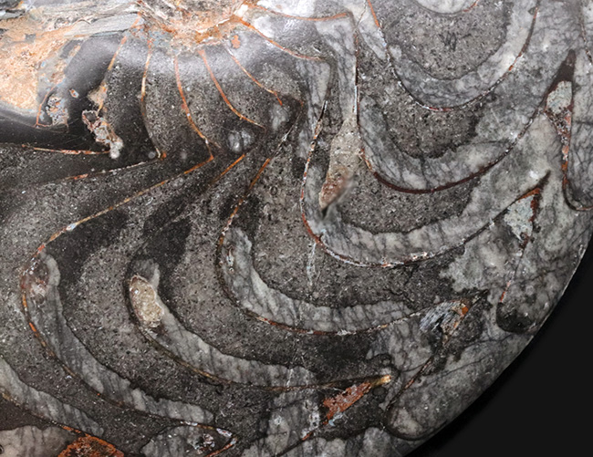 これはゴニアタイトの王様だ！直径最大部１８６ミリ、厚み４７ミリというメガサイズのゴニアタイト（Goniatite）の化石。完全体です（その6）