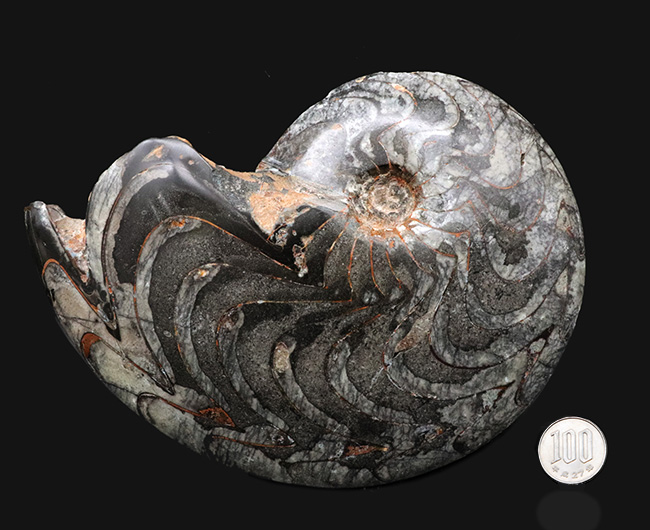 これはゴニアタイトの王様だ！直径最大部１８６ミリ、厚み４７ミリというメガサイズのゴニアタイト（Goniatite）の化石。完全体です（その9）