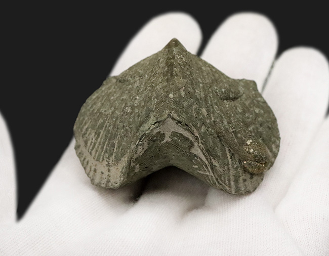 ズッシリと重い！しかも5センチ級の大型標本！米国オハイオ州の古生代