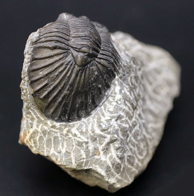 扇子（せんす）のような尾板を持つモロッコ産の三葉虫、スクテラム（Scutellum）の化石（その1）
