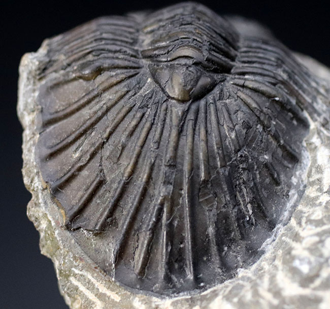 扇子（せんす）のような尾板を持つモロッコ産の三葉虫、スクテラム（Scutellum）の化石（その2）