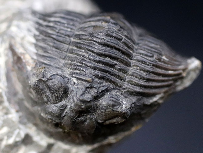 扇子（せんす）のような尾板を持つモロッコ産の三葉虫、スクテラム（Scutellum）の化石（その3）