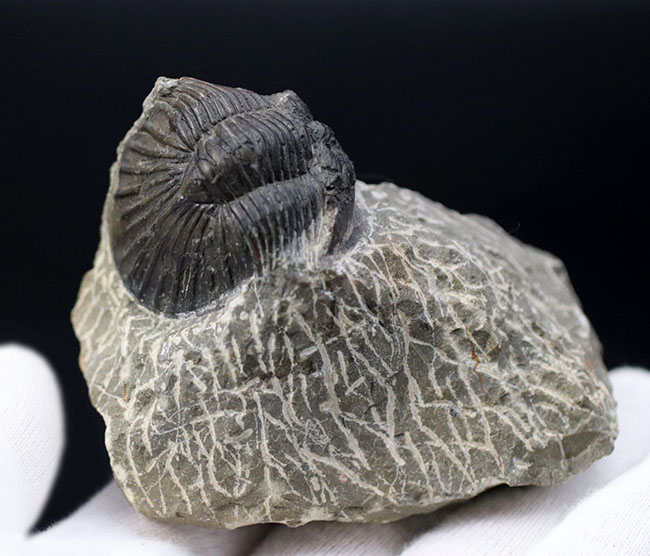 扇子（せんす）のような尾板を持つモロッコ産の三葉虫、スクテラム（Scutellum）の化石（その4）