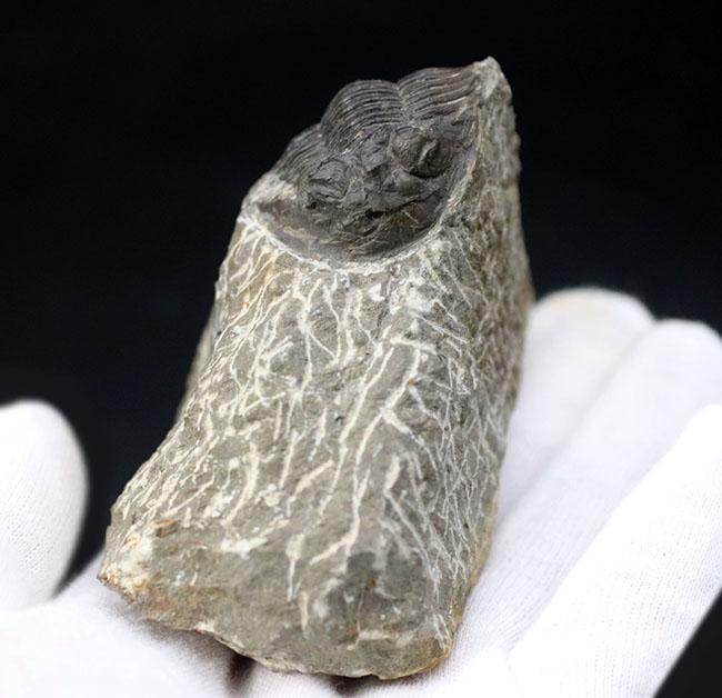扇子（せんす）のような尾板を持つモロッコ産の三葉虫、スクテラム（Scutellum）の化石（その5）
