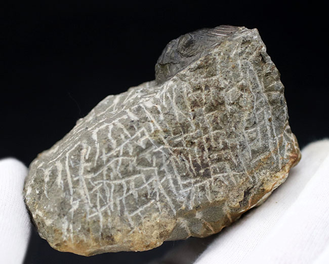 扇子（せんす）のような尾板を持つモロッコ産の三葉虫、スクテラム（Scutellum）の化石（その6）