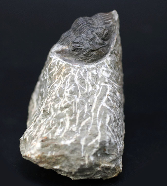 扇子（せんす）のような尾板を持つモロッコ産の三葉虫、スクテラム（Scutellum）の化石（その7）