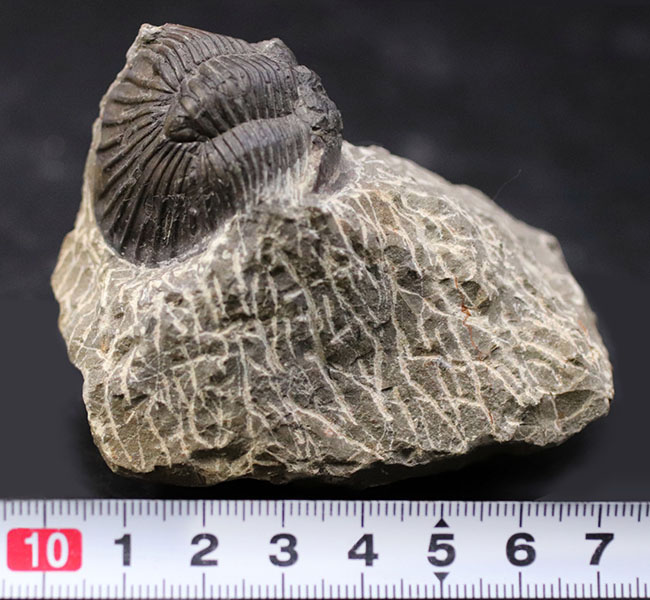 扇子（せんす）のような尾板を持つモロッコ産の三葉虫、スクテラム（Scutellum）の化石（その8）