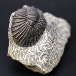 扇子（せんす）のような尾板を持つモロッコ産の三葉虫、スクテラム（Scutellum）の化石