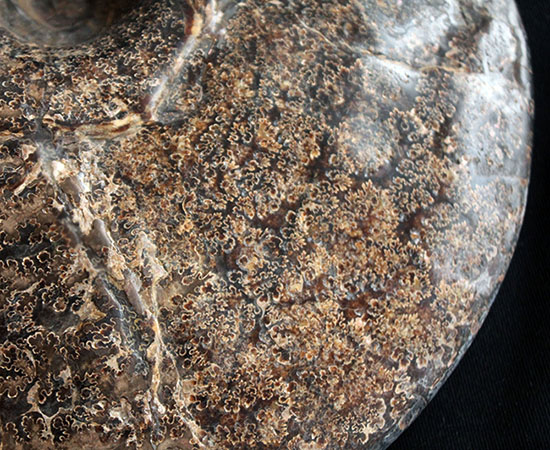 直径最大部２５センチオーバー！全面に縫合線が見られる、北米産アンモナイト、プラセンチセラス（Placenticeras）の化石（その3）