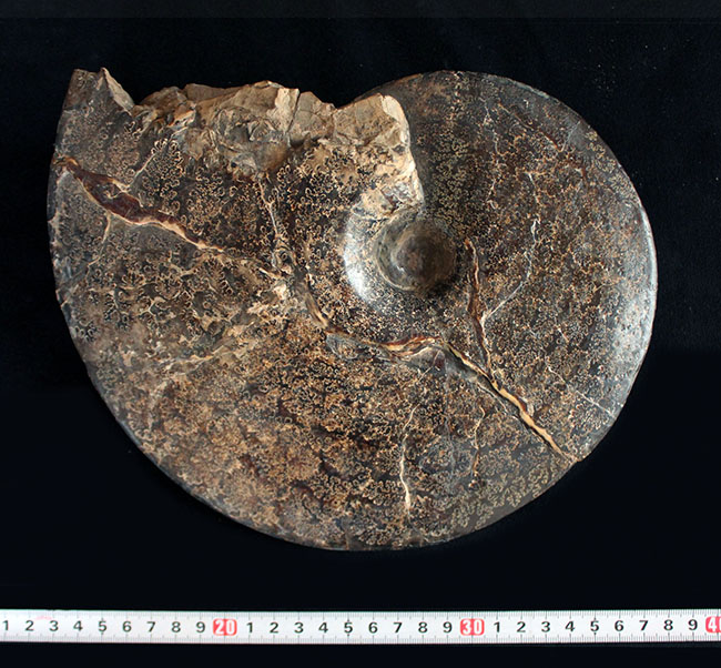 直径最大部２５センチオーバー！全面に縫合線が見られる、北米産アンモナイト、プラセンチセラス（Placenticeras）の化石（その9）