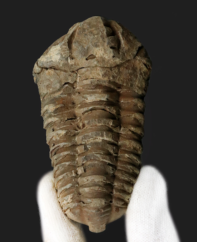 ビッグサイズ！原始的でシンプルな形のオルドビス紀の三葉虫、モロッコ産カリメネ（Calymene）（その1）